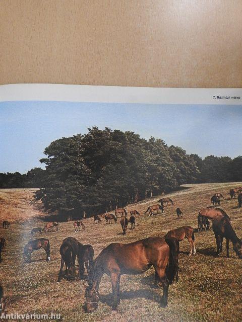 Zala megye képekben