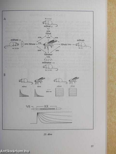 Feszültség és neurontranszmitteraktivált ioncsatornák