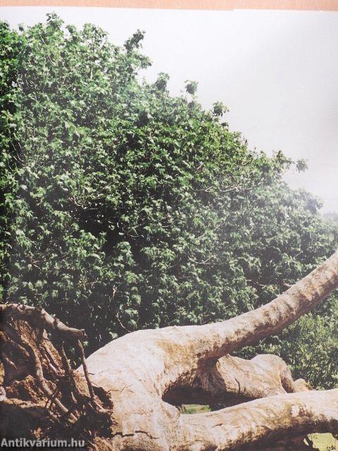 Szentföldi szent helyek üzenete 2000