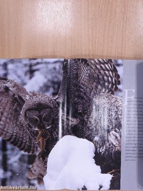 National Geographic Magyarország 2005. (nem teljes évfolyam)