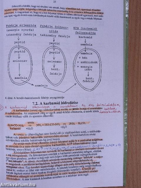 Az előgyomrok mikrobiológiája