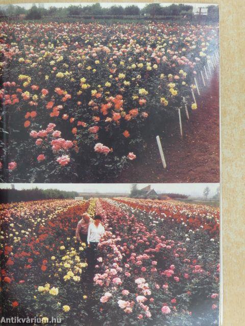 Szalkai rózsakertészet, díszfaiskola 24. katalógus