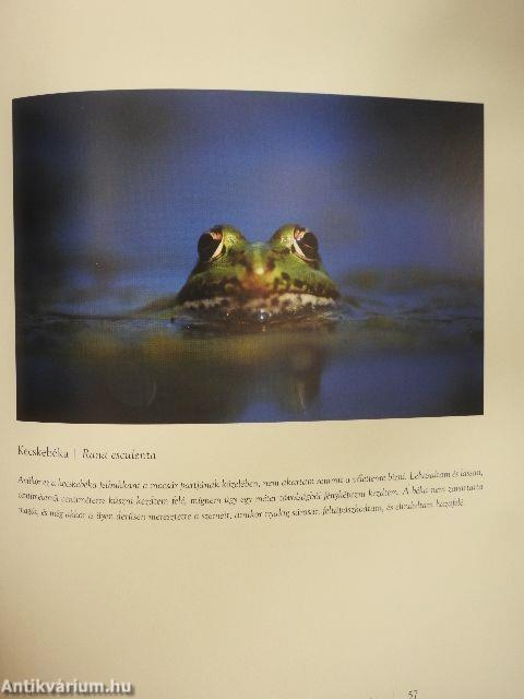 Csallóköz rejtett csodái