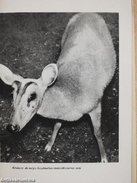 Thaiföldi vadászkalandok