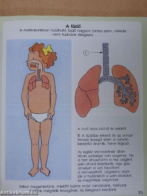 Nézd, milyen az emberi test!