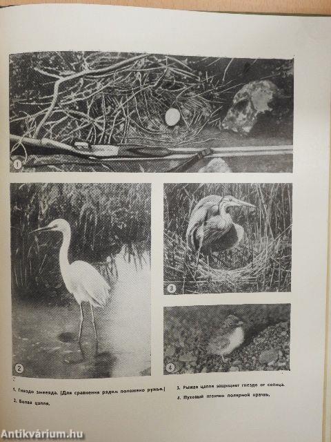 Hazánk állatai és madarai (orosz nyelvű)
