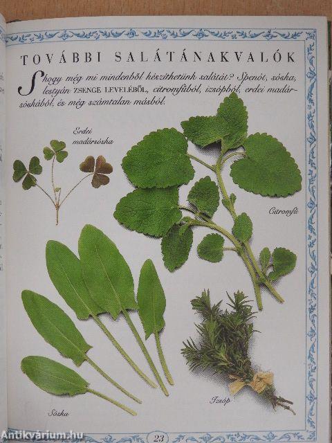 Salátábavalók és salátánakvalók