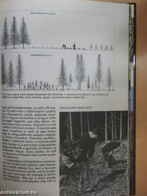 Az erdők nagy képeskönyve
