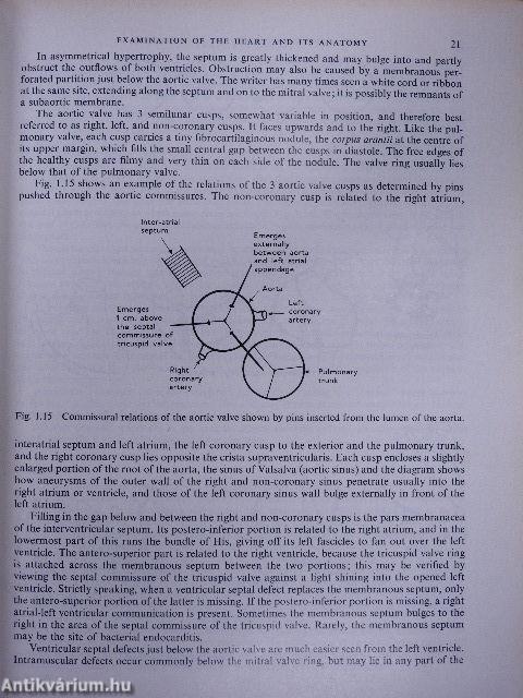 Cardiovascular Pathology I.