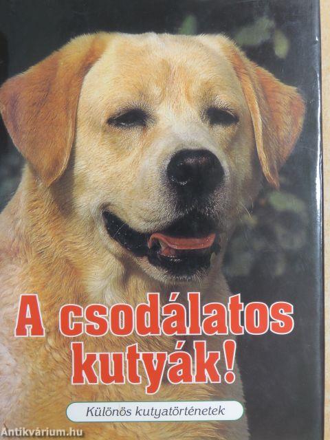 A csodálatos kutyák!