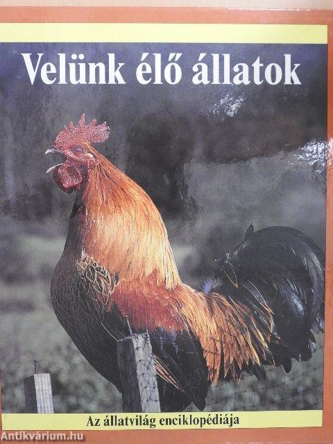 Velünk élő állatok