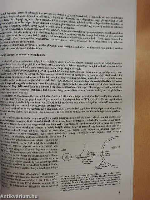 A gerinces idegrendszer ontogenezise és plaszticitása