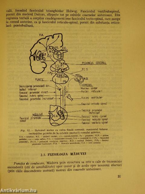 Compendium de Neurologie