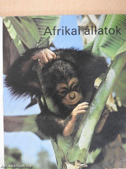 Afrikai állatok