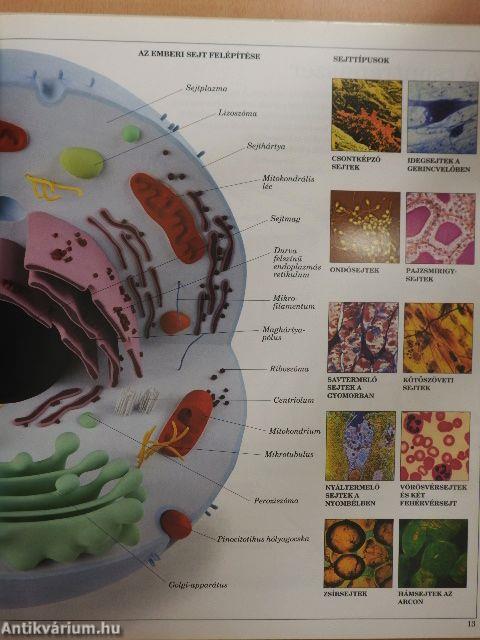 Az emberi test