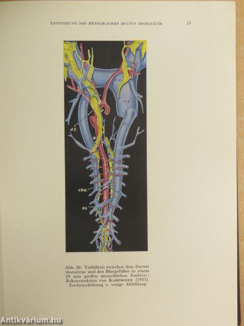 Physiologie und Pathologie des Lymphkreislaufes