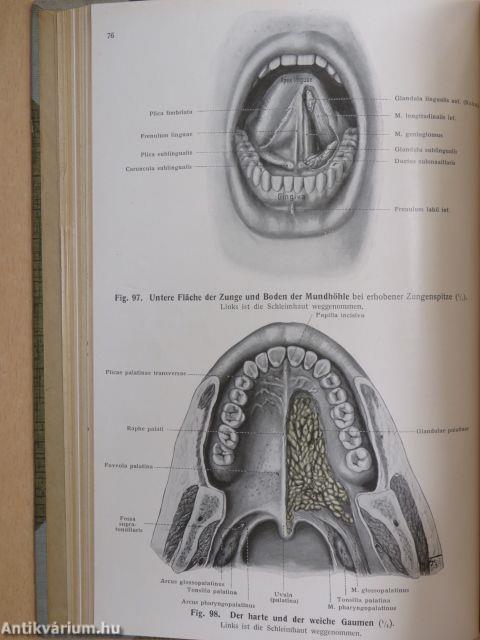 Lehrbuch und Atlas der Anatomie des Menschen 4.