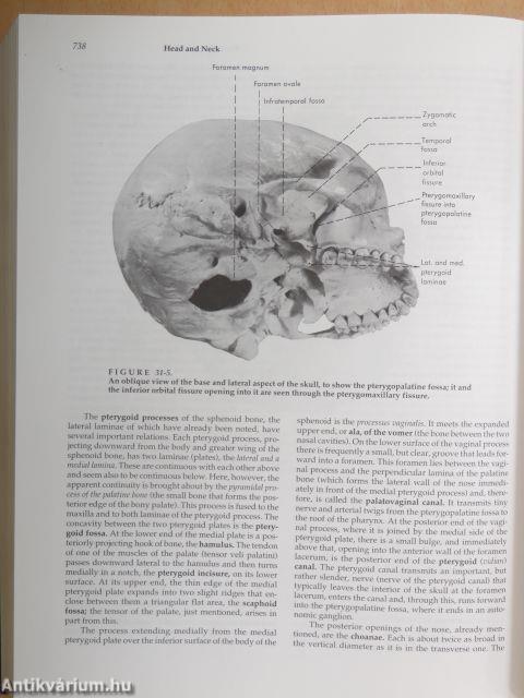 Hollinshead's Textbook of Anatomy