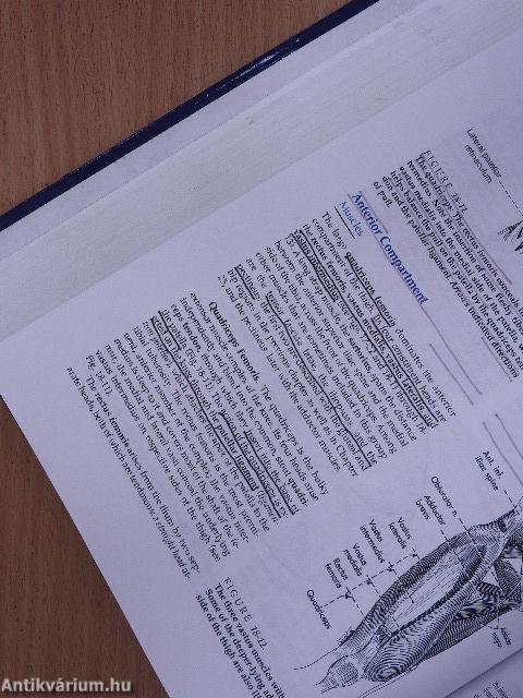 Hollinshead's Textbook of Anatomy