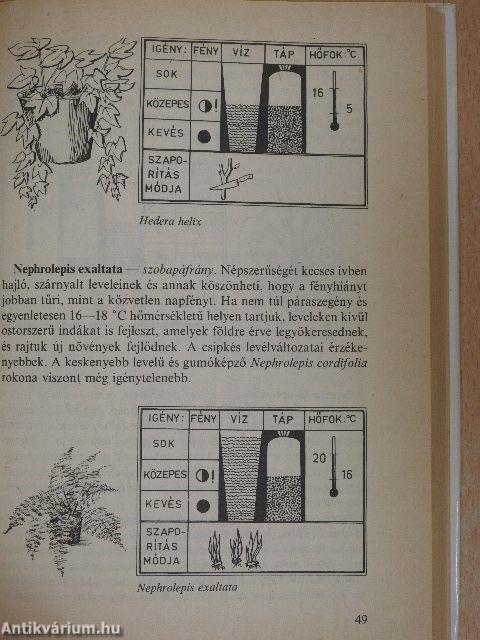 Válaszok szobanövény-kedvelők kérdéseire