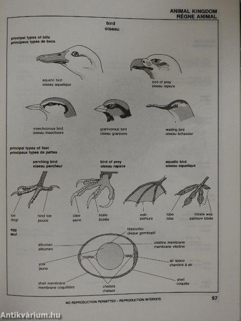Angol-francia képes szótár/Visual Dictionary/Dictionnaire Visuel