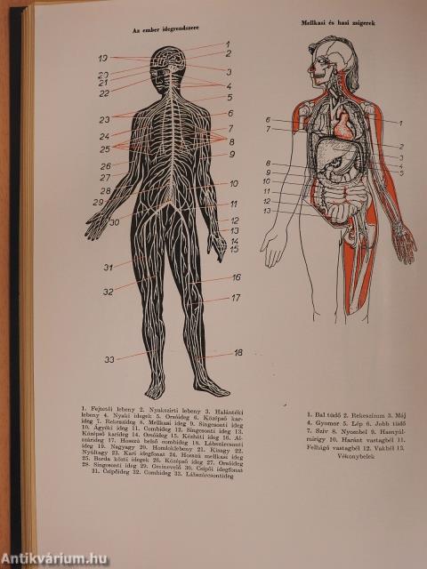 Új magyar lexikon 1-6./Kiegészítő kötet (1962-1980)