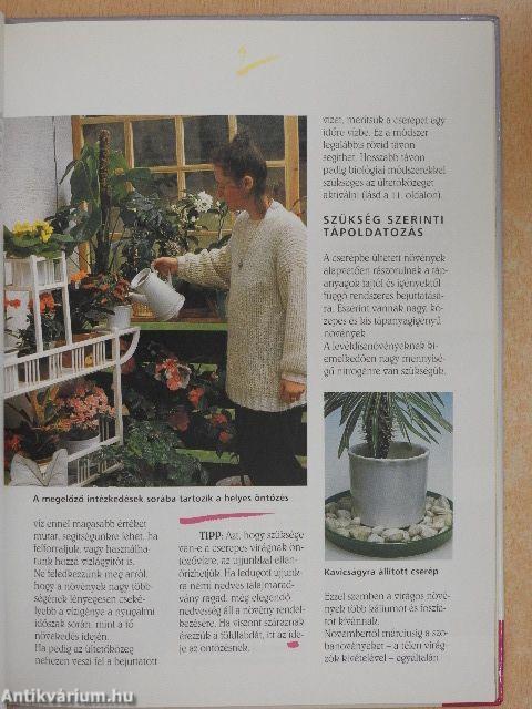 Szobanövények gondozása