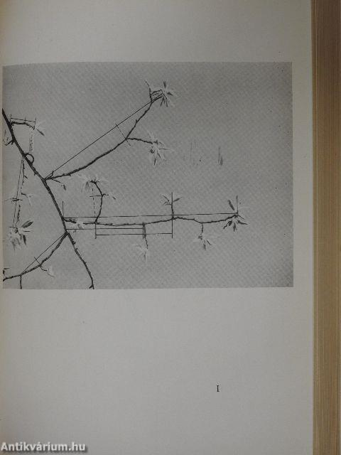 Bartók költői világa