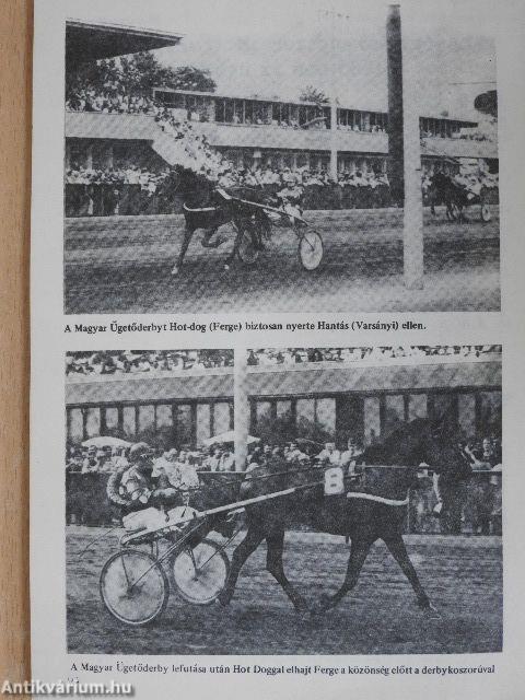 Lóverseny krónika 1982