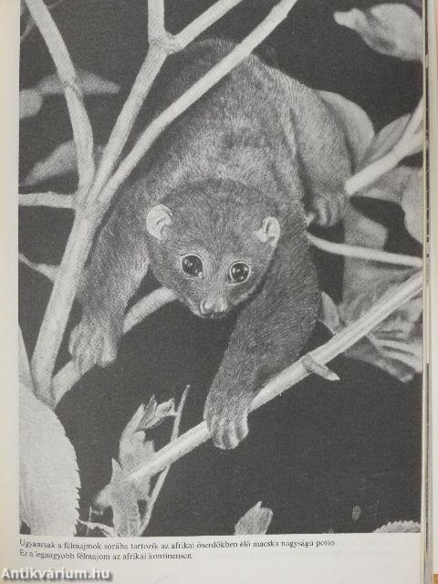 Az állatok nagy képeskönyve