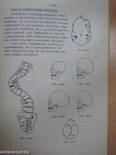 Antropológiai praktikum I.