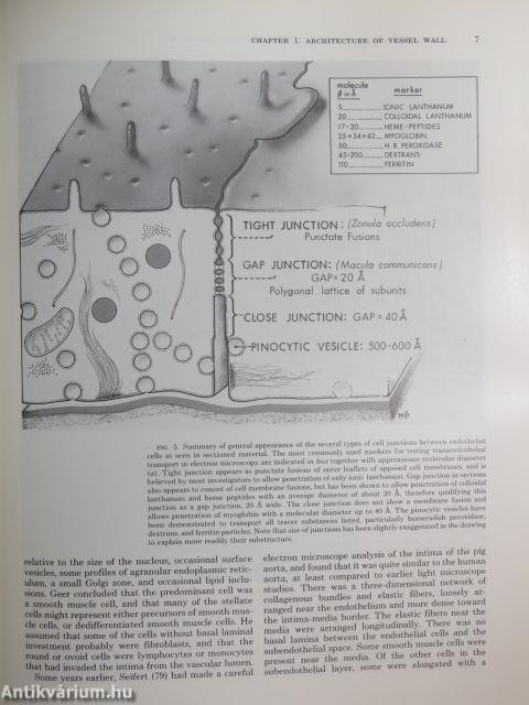 The Cardiovascular System II.