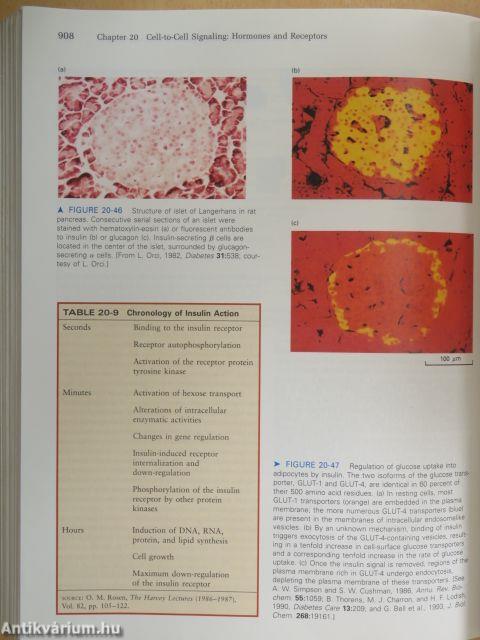 Molecular Cell Biology