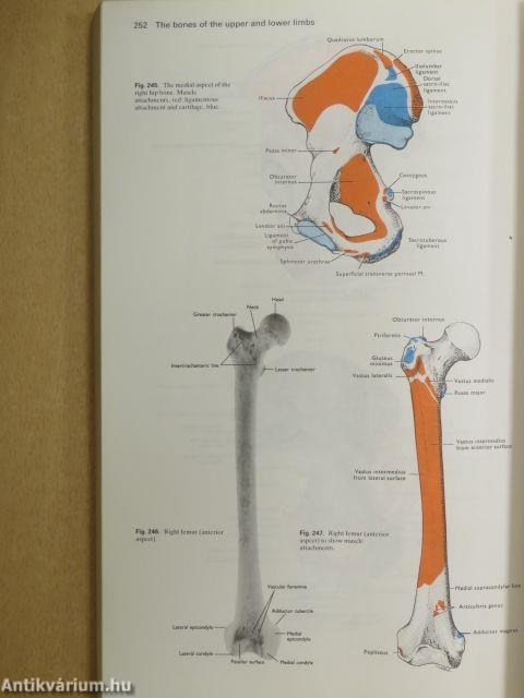 Cunningham's Manual of Practical Anatomy I.