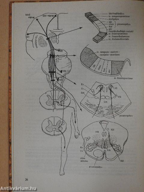 Neurológia, neuropszichológia