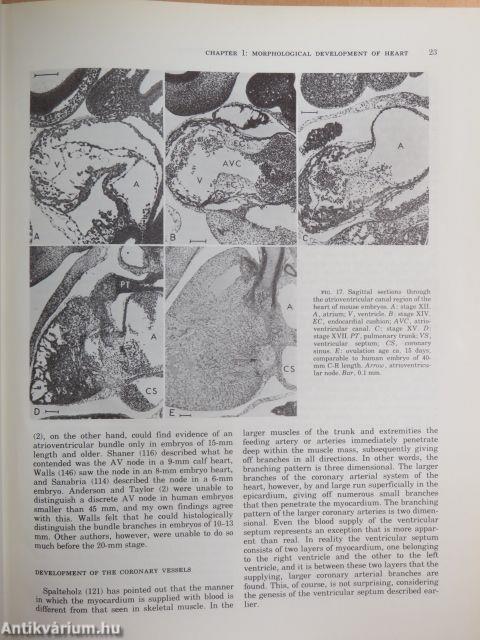 The Cardiovascular System I.