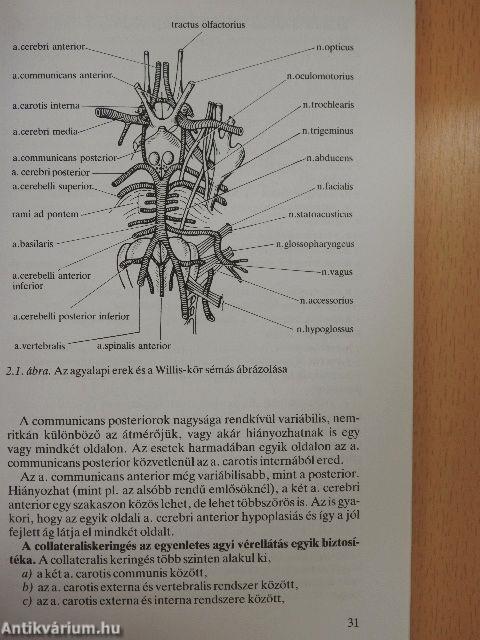 Stroke ellátás