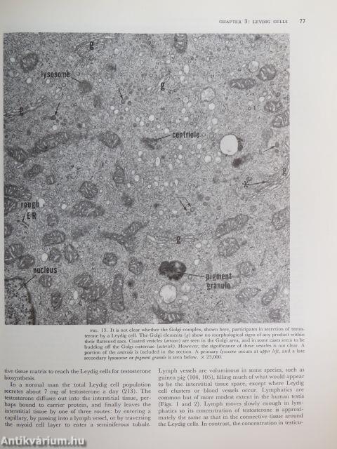 Endocrinology V.