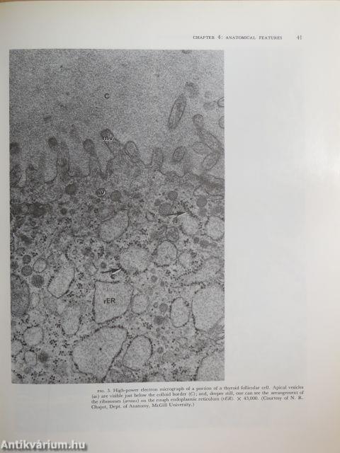 Endocrinology III.