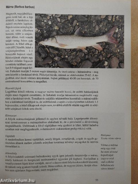 Magyar halgasztronómia