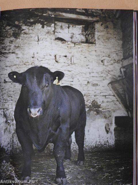 A tökéletes steak