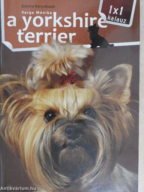 A yorkshire terrier