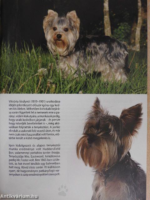 A yorkshire terrier