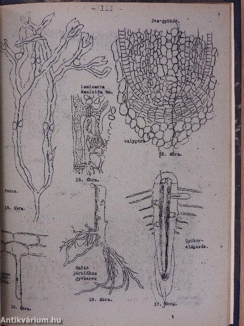 Az általános növénytan alapelemei (rossz állapotú)