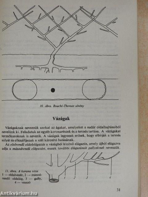 Gyümölcstermesztés házi- és háztáji kertekben