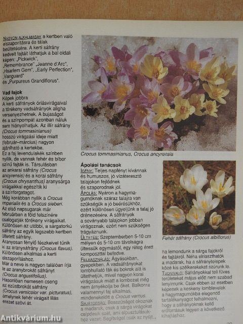 Tavaszi virágok a kertben, az erkélyen és a teraszon