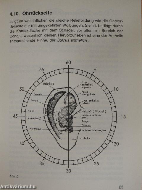 Ohr-Akupunkt-Massage mit einer Einführung in die Fünf-Elementen-Lehre Ohr/Körper