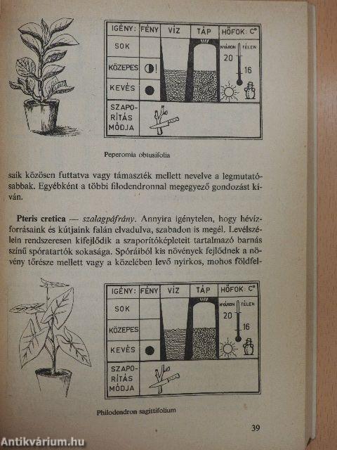 Válaszok szobanövény-kedvelők kérdéseire