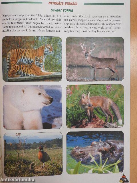 Szivárvány 2004. október