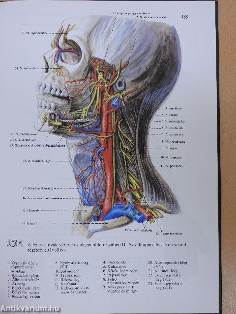 Anatómiai atlasz